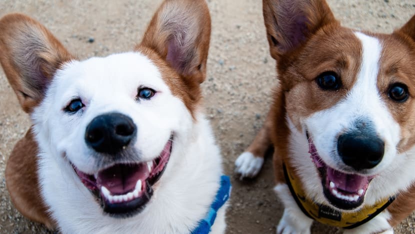 Pet-related services to gradually resume from June 2; safe management measures must be in place: NParks
