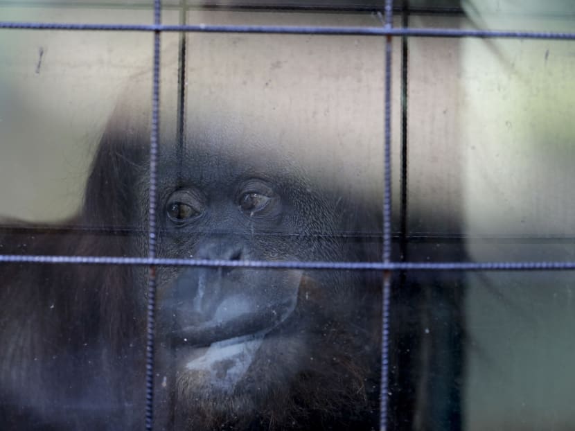 Animals still stuck in cages a year after zoo closure