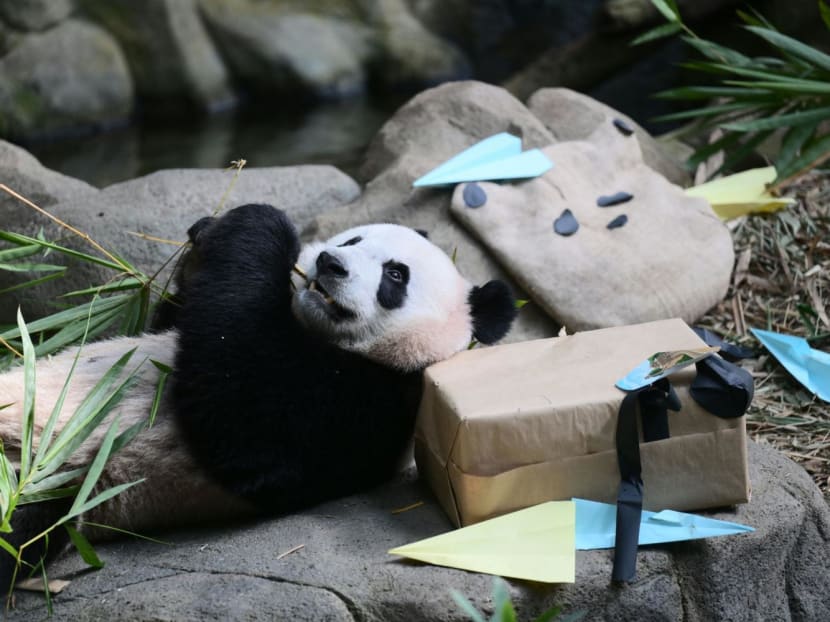 Two-year-old panda cub Le Le attending its farewell event at the River Wonders wildlife park in Singapore on Dec 13, 2023, as authorities prepare to send him to China where he will join the country's breeding program.
