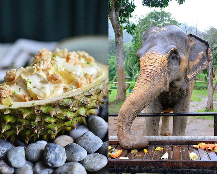 Phuket beyond the beach: Rescued elephants, creative cuisine and wellness