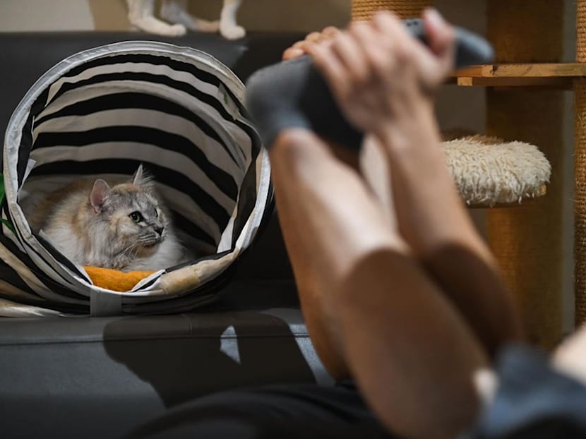 Why does HDB still ban cats as pets in flats?