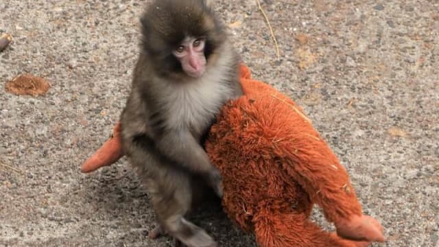 一出生就被弃养！日本小猴子紧抱玩偶，画面心酸惹人疼