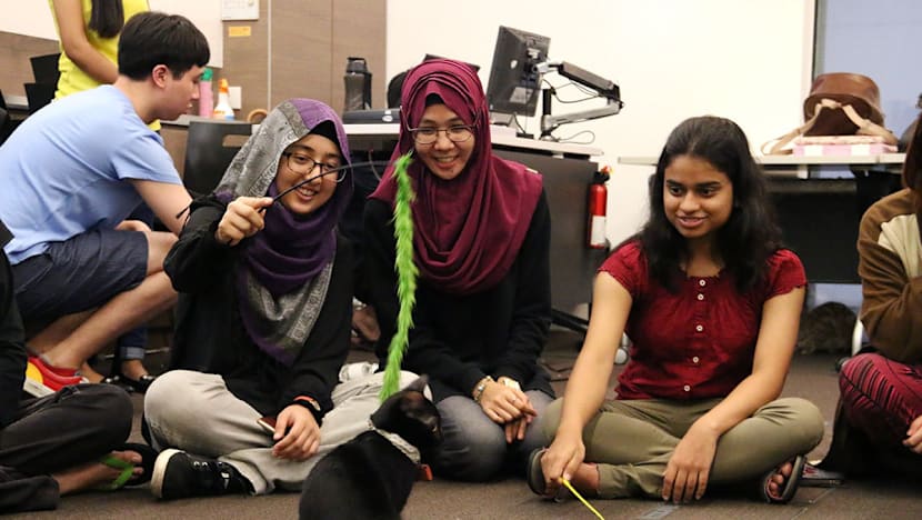 NUS students find a pawsome way to destress