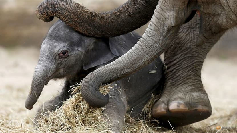 Study unlocks the secrets of the whiskers on an elephant's trunk