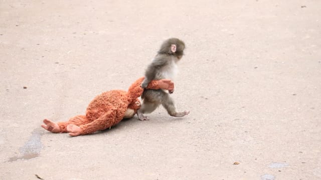 因抱猩猩玩偶走红 小猴Punch被成年猴拖拽网民心疼　