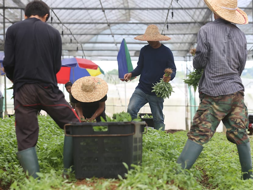 The Big Read: Singapore has been buttressing its food security for decades. Now, people realise why