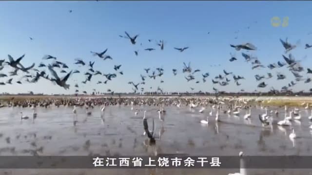 观鸟活动日益流行 推动中国生态旅游发展