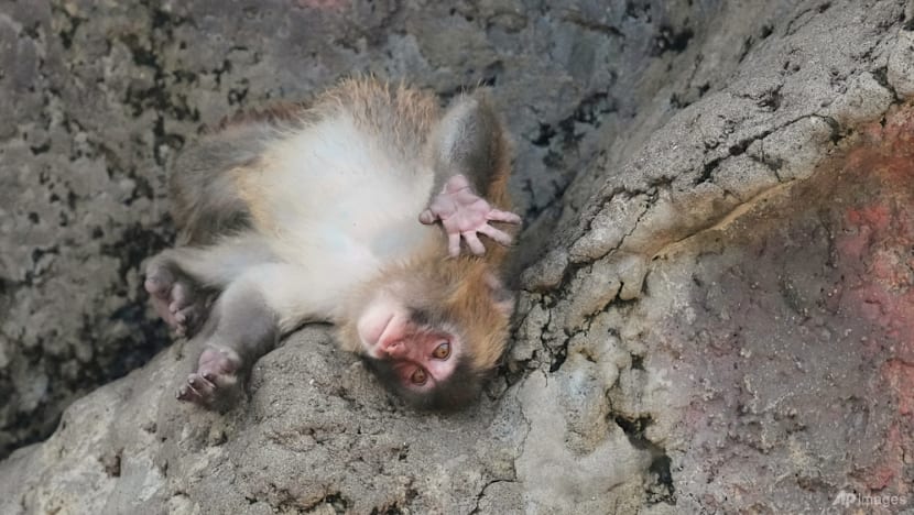 Japan’s monkey sensation Punch gets thousands of birthday messages as he turns 1 on Sunday