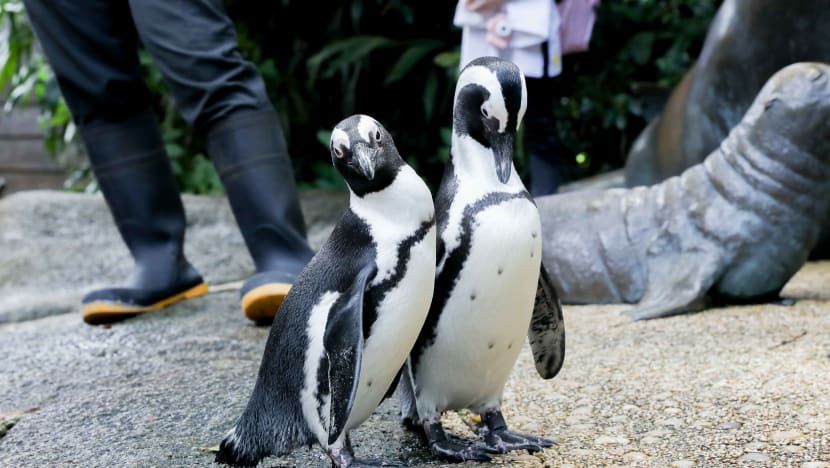 Animal lovers can now adopt an animal at the Singapore Zoo