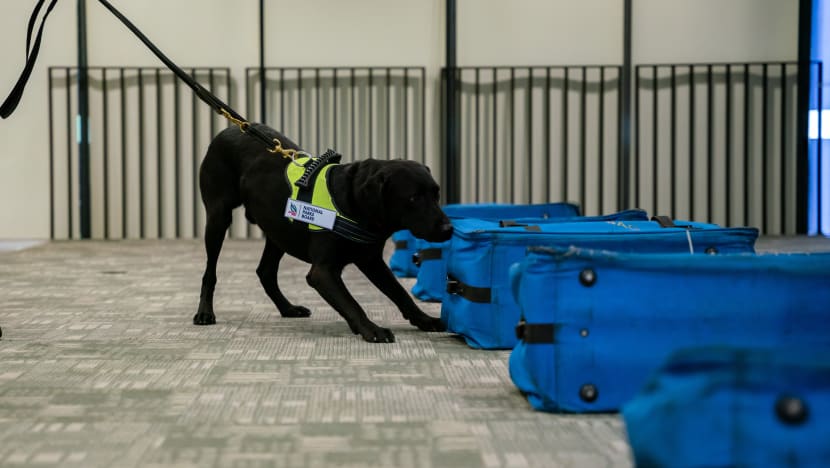 New Singapore wildlife forensics centre to help tackle illegal trade as NParks launches K9 unit New Singapore wildlife forensics centre to help tackle illegal trade as NParks launches K9 unit