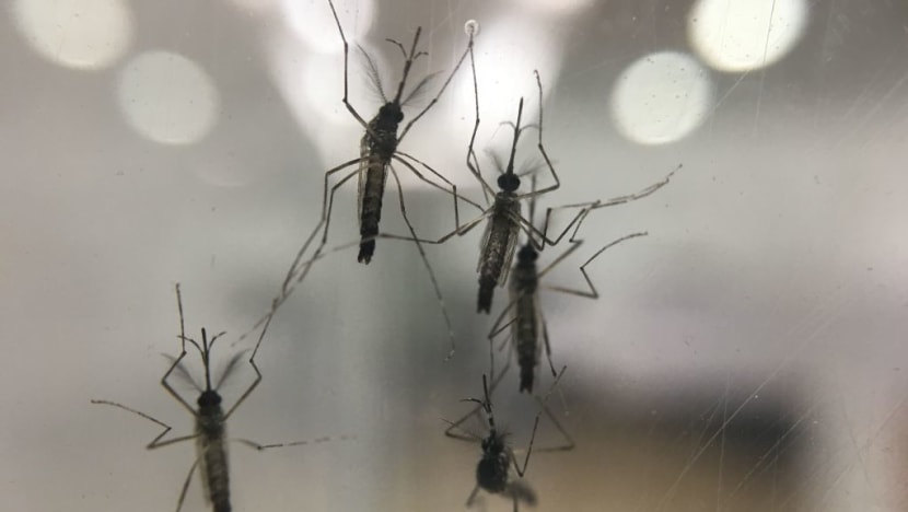 Mozzies pose unexpected challenges to Singapore’s Wolbachia project