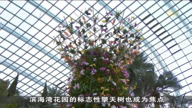 滨海湾花园推出“兰花盛事”胡姬花展