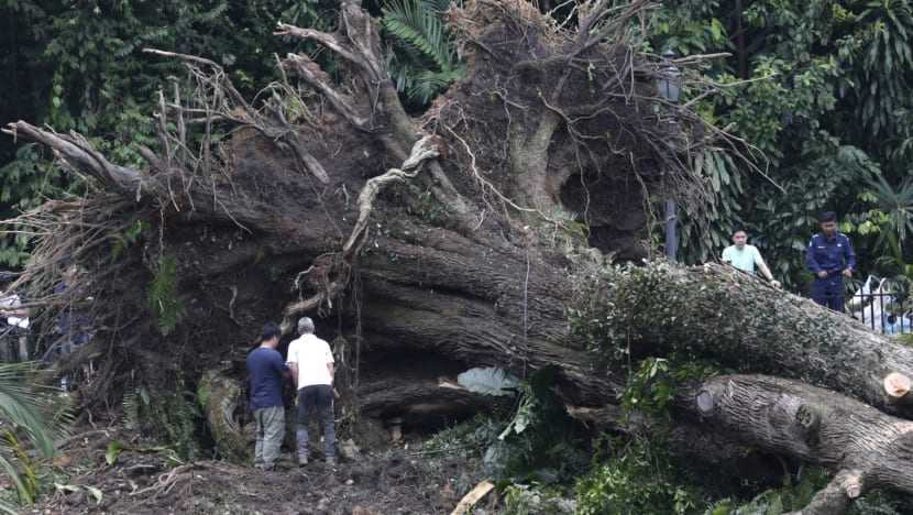 Fallen Tembusu tree at Botanic Gardens kills 1, injures 4