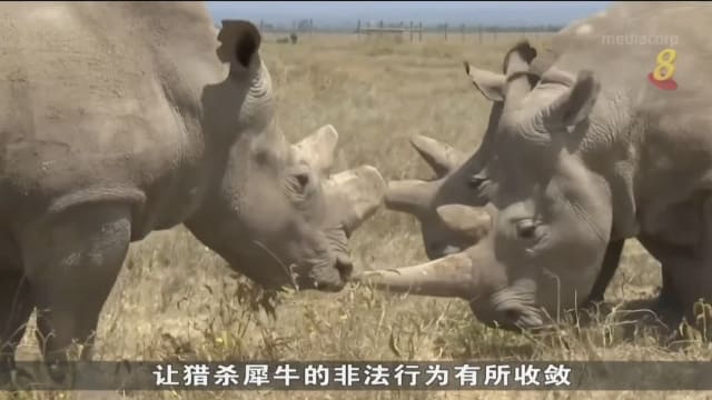 偷猎者虎视眈眈 犀牛仍面对猎杀厄运