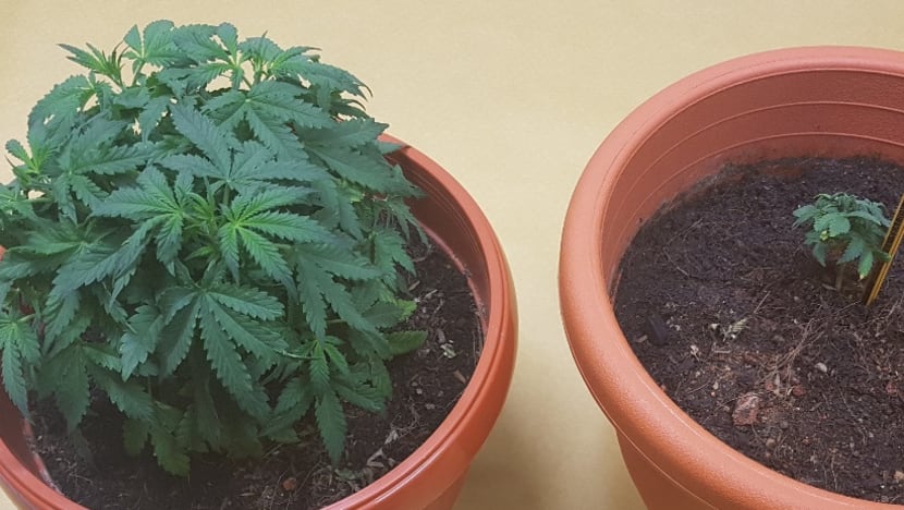 Man charged with growing 2 cannabis plants in Yishun flat