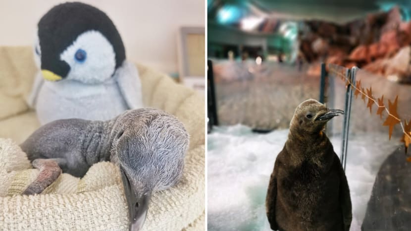 Percy the penguin, two other chicks are the new babes at Jurong Bird Park