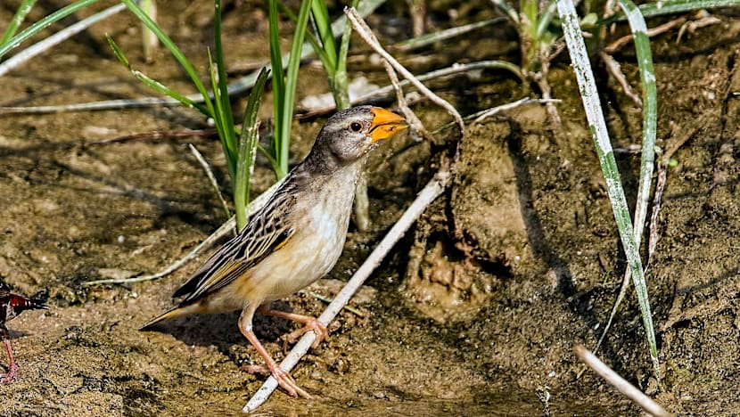 Fears grow that invasive bird species may cause havoc here