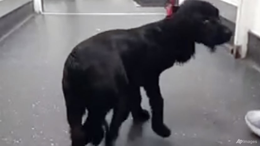 Six-legged dog undergoes surgery, adjusts to life on four paws Six-legged dog undergoes surgery, adjusts to life on four paws