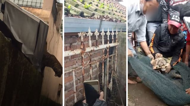 野豹闯印尼村落 三人被咬伤抓伤