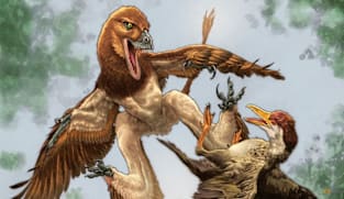 Chinese Velociraptor cousin had a taste for birds