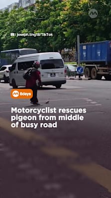 Faith in humanity restored #8dayssg #8dayssgtrending #pigeon #faithinhumanityrestored #animalrescue 