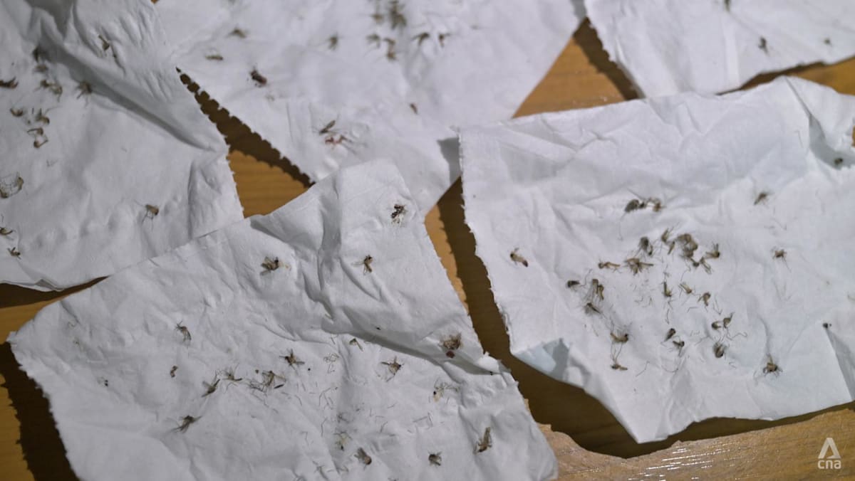 Rowell Road residents battle nightly 'onslaught' of mosquitoes as NEA finds 7 breeding sites, takes action against culprits