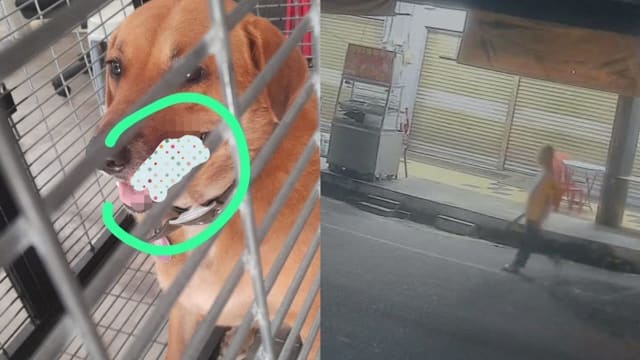 酒后持巴冷刀砍狗下颚 马国男子落网