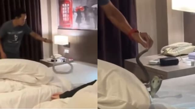 眼镜蛇上床爬过颈边 泰女游客睡梦中惊醒