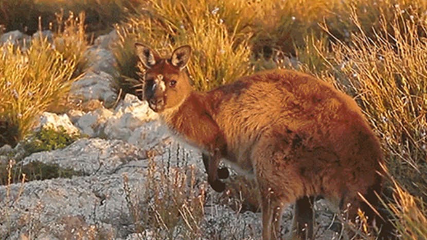 What not to do when you meet a kangaroo on Kangaroo Island