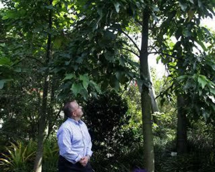 Australian is first person to adopt a tree at Gardens by the Bay