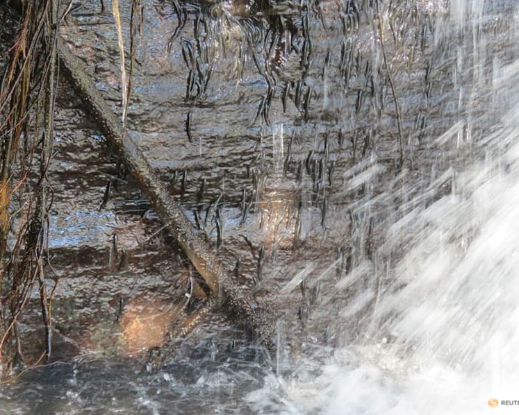 Thousands of small fish defy gravity to climb Congo waterfall