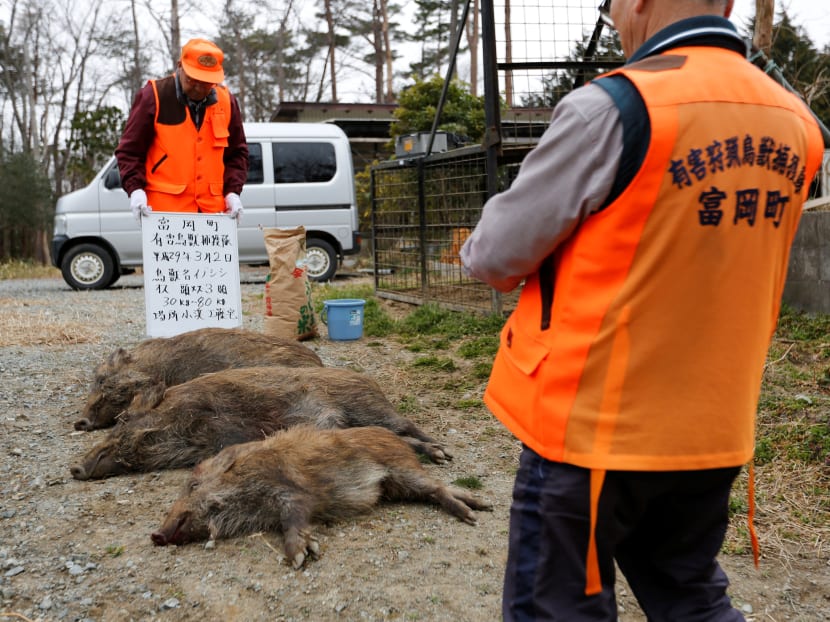 Gallery: Six years after Fukushima disaster, a new danger looms: Radioactive boars