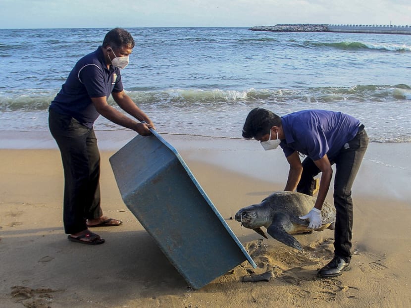 This picture taken on June 10, 2021, shows wildlife officials removing the carcass of a sea turtle washed ashore at Galle Face beach in Colombo, as dozens of turtles and dolphins were killed by intense heat and chemical poisoning from a container ship that burned for almost two weeks off Sri Lanka.