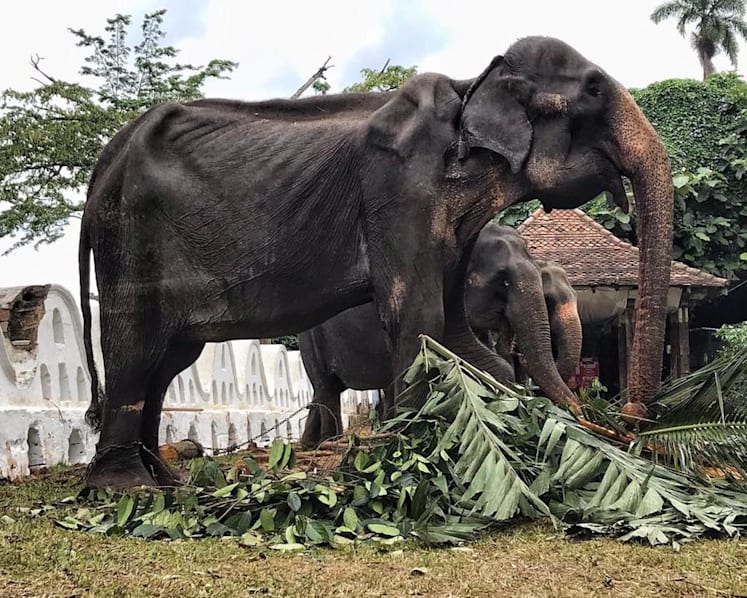 Skeletal 70-year-old elephant mistreated in Sri Lanka, alleges animal foundation