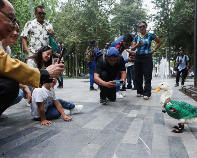 Merlin the duck: From Mexico City streets to World Cup stardom