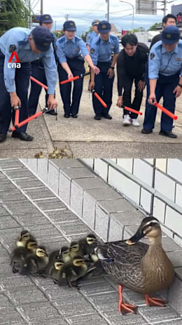 Japanese police escort ducklings, mother duck to safety