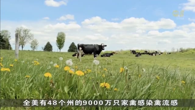 全美两成牛奶样本 被查出含H5N1残留病毒