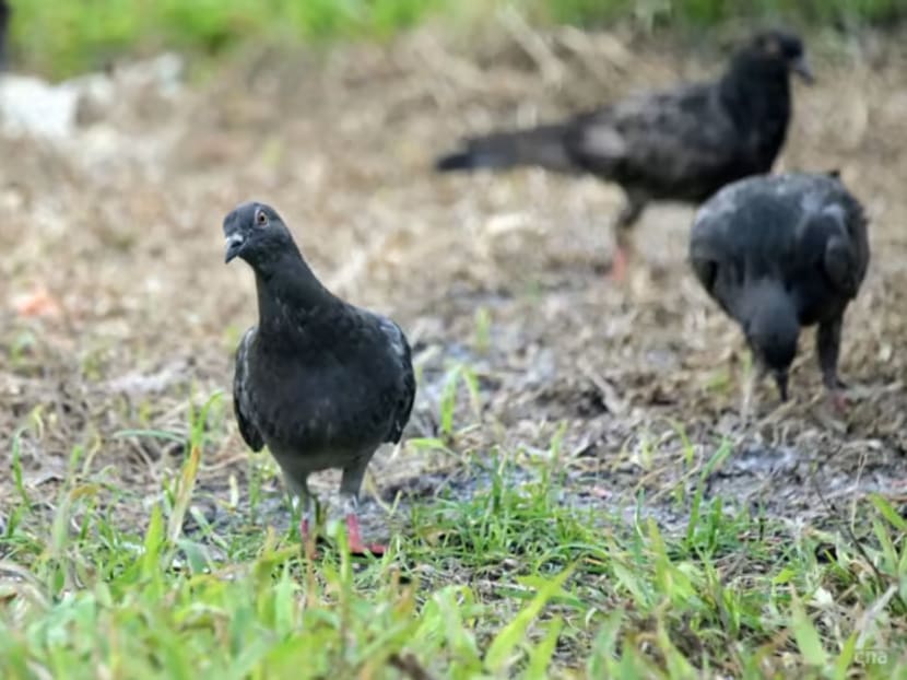 The common pigeon that is seen widely in Singapore.