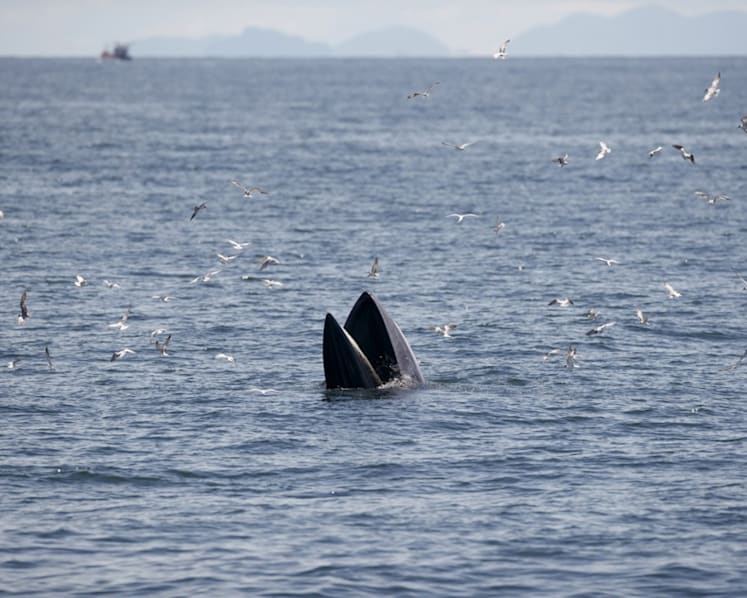 Global panel to hear Cambodia, Thailand sea dispute in Singapore
