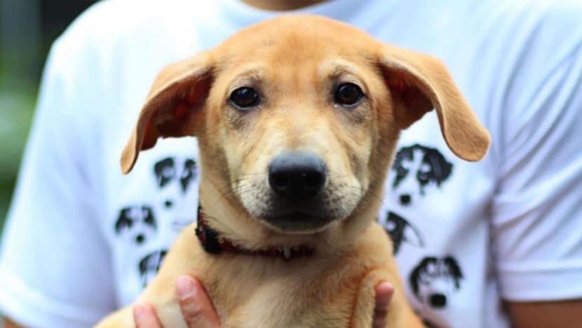 Govt agency’s 4-month probe clears Loki the dog’s owner, vets of any ethical breach over euthanisation