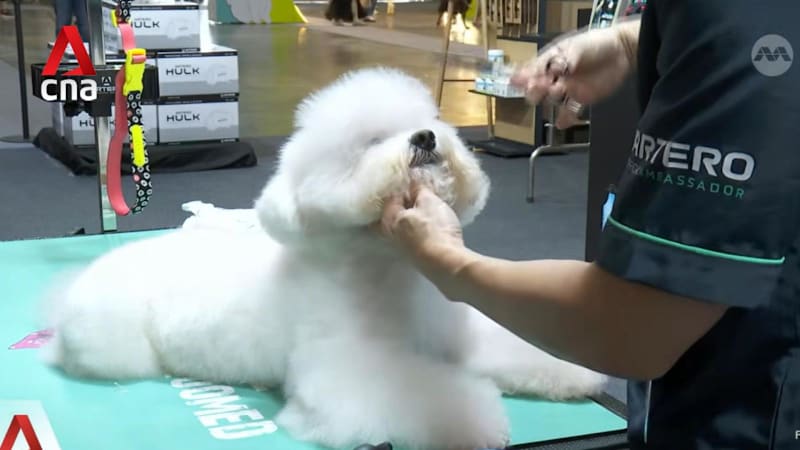 Pet grooming industry: Association working on consistent, clearer pathways to qualify as groomer 
