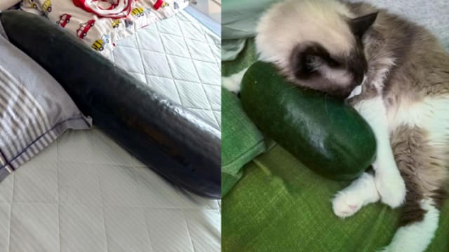 抱着冬瓜睡觉真能降温？ 中国中医师：这些人不适用