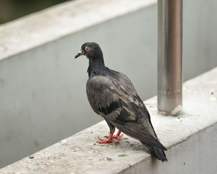 Pigeon management plan to be rolled out in three more town councils