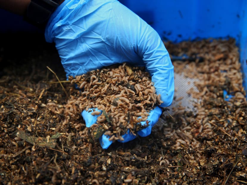 A research facility at the Singapore Zoo is housing 5kg of larvae from the black soldier flies, which can process up to 20kg of waste weekly.