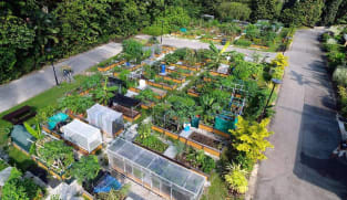 Commentary: Singaporeans are proving you can grow your vegetables and eat them too