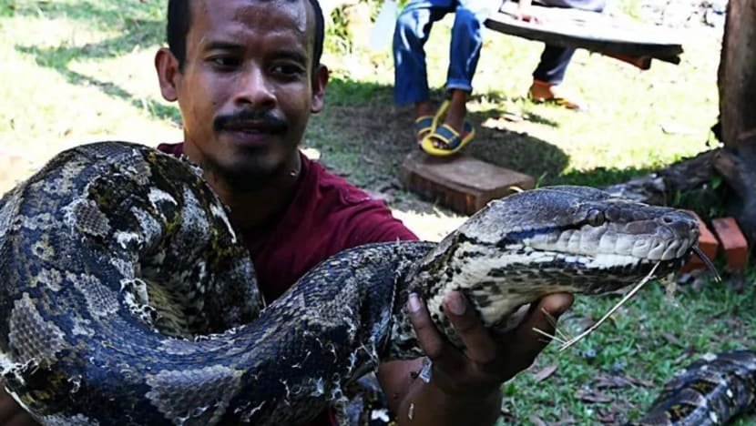 Orang lain simpan kucing, lelaki ini simpan ular sawa sepanjang 7 meter bernama 'Cik Kiah' Orang lain simpan kucing, lelaki ini simpan ular sawa sepanjang 7 meter bernama 'Cik Kiah'