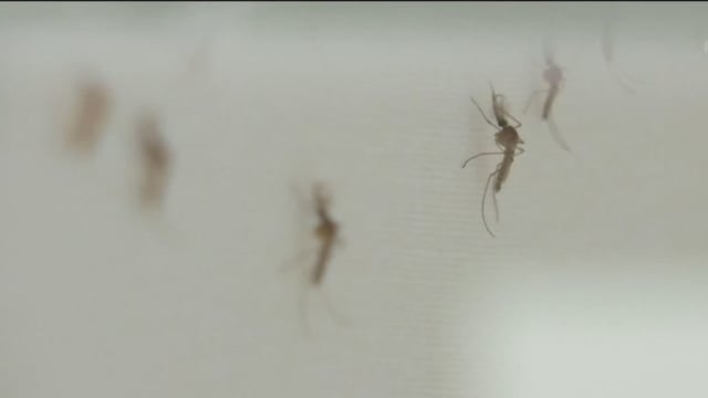 本地新增骨痛热症病例 连续五周破千