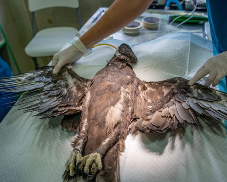 Injured eagle released into the wild after vets use bamboo chopsticks to mend feathers 