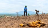Thailand’s mega maize farms: The cost of feeding the world’s appetite for meat | Video
