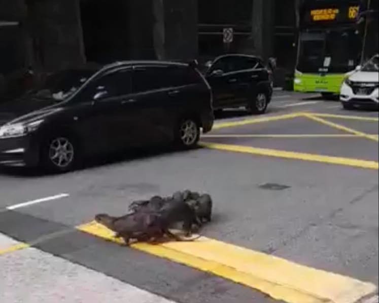 Family of otters attempt to cross road in the Central Business District